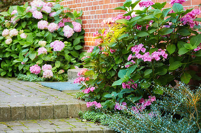 Buy stock photo Colorful flowering plants at the entrance of a house. Hydrangeas grow at the front of the door. A bricked stairs covered with moss in front of a residential home with the beautiful flowers on sides. 