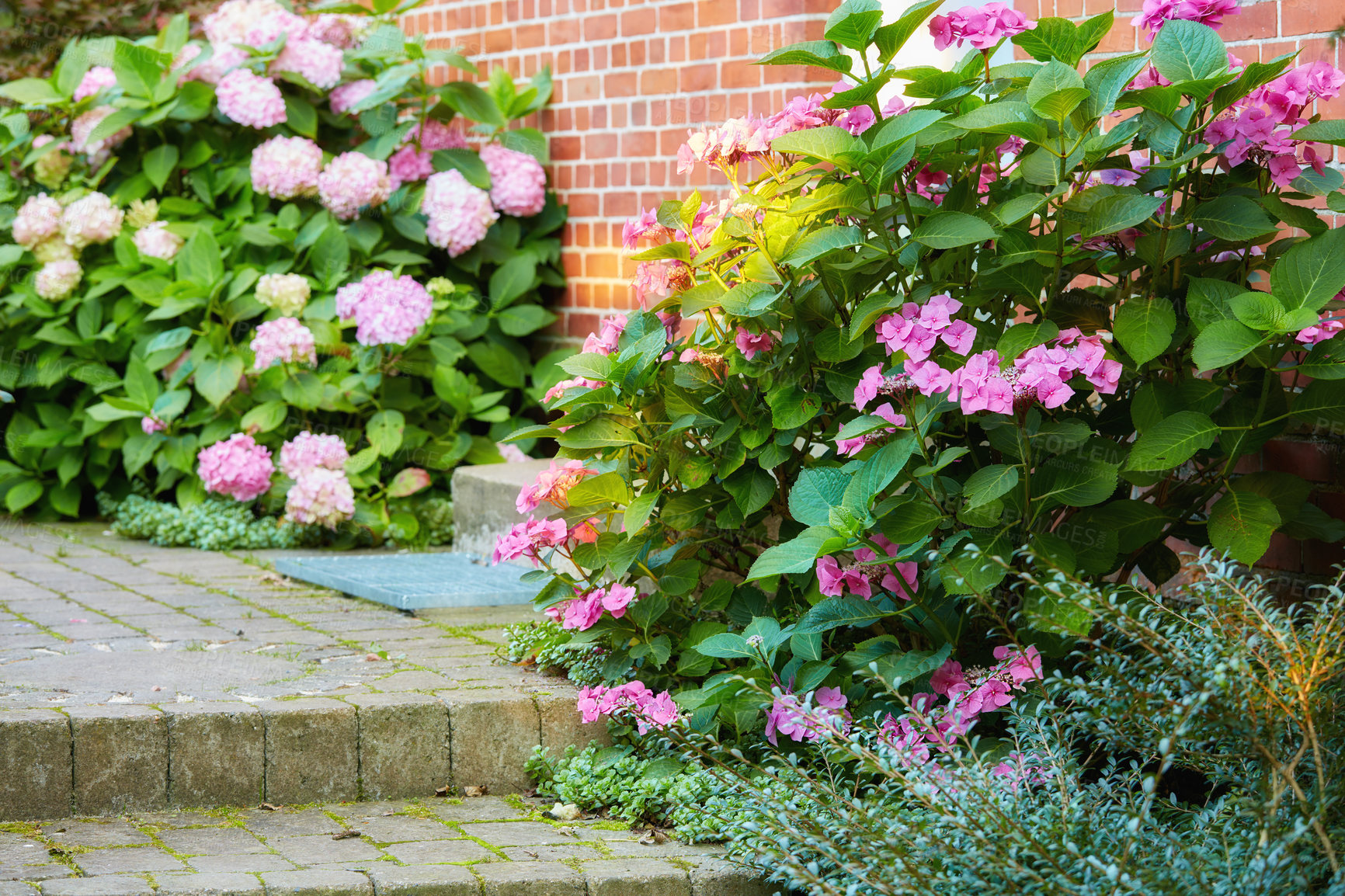 Buy stock photo Colorful flowering plants at the entrance of a house. Hydrangeas grow at the front of the door. A bricked stairs covered with moss in front of a residential home with the beautiful flowers on sides. 