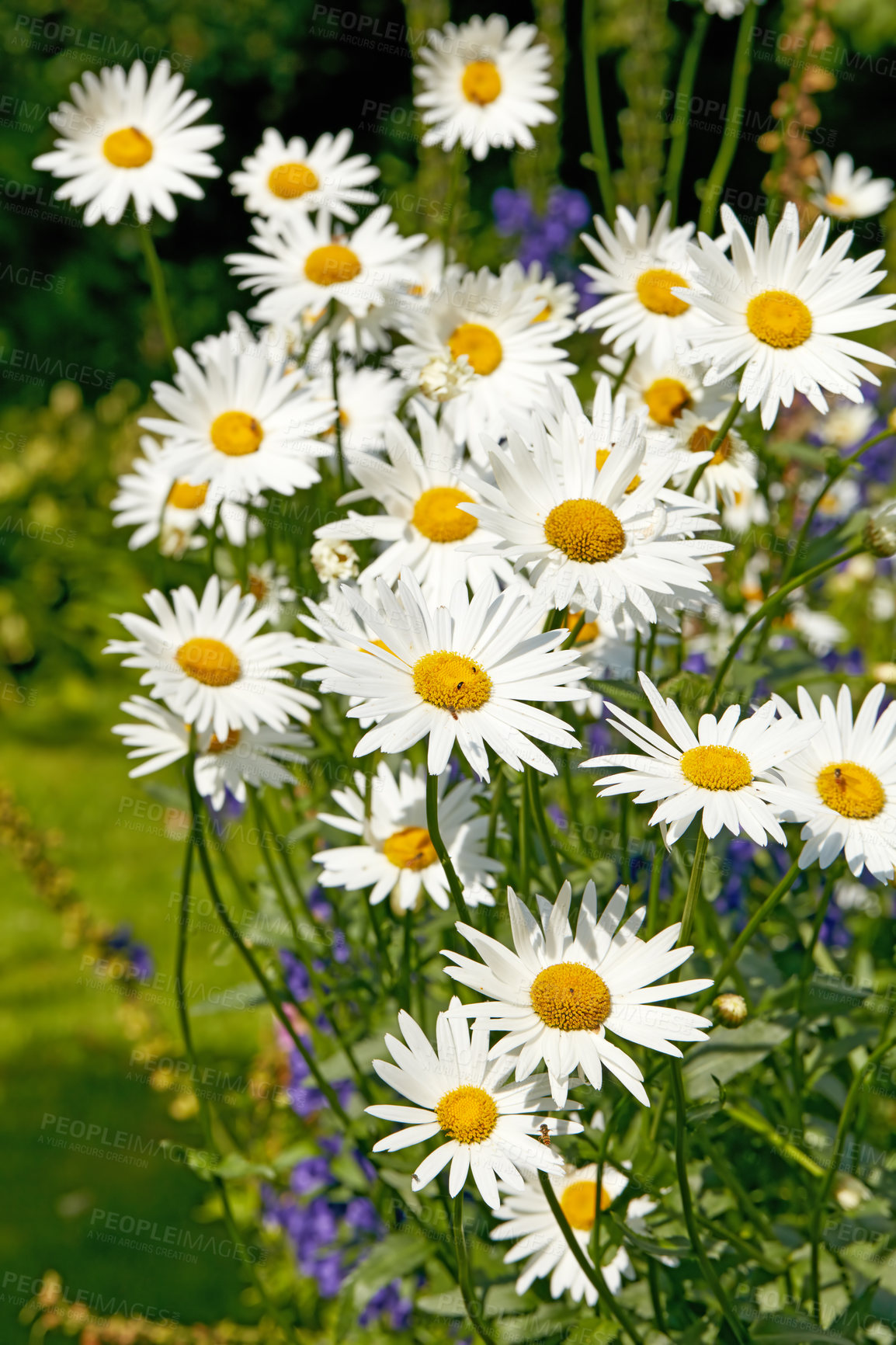 Buy stock photo Flowers, floral and outdoor in nature, green and eco friendly in environment, growth and sustainability. Color, petals and blossom of plant, garden and ecosystem in spring, sprout and daisy in USA