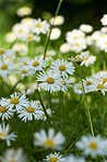 Daisy - Marguerite 