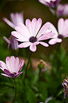 Osteospermum Flowers - Pink Daysi