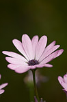 Osteospermum Flowers - Pink Daysi