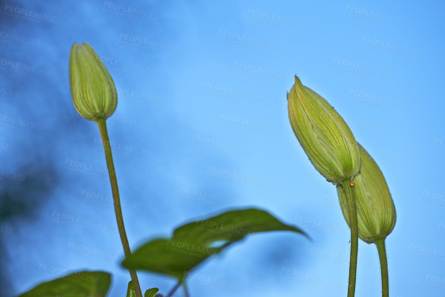 Buy stock photo Three budding clematis flowers getting ready to blossom against blue sky background. Closeup of delicate plants growing before blooming, flowering in a remote field, forest or home garden and backyard