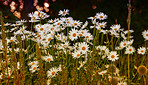 Daisy - Marguerite