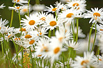 Daisy - Marguerite