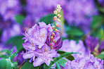 Rhododendron - garden flowers in May