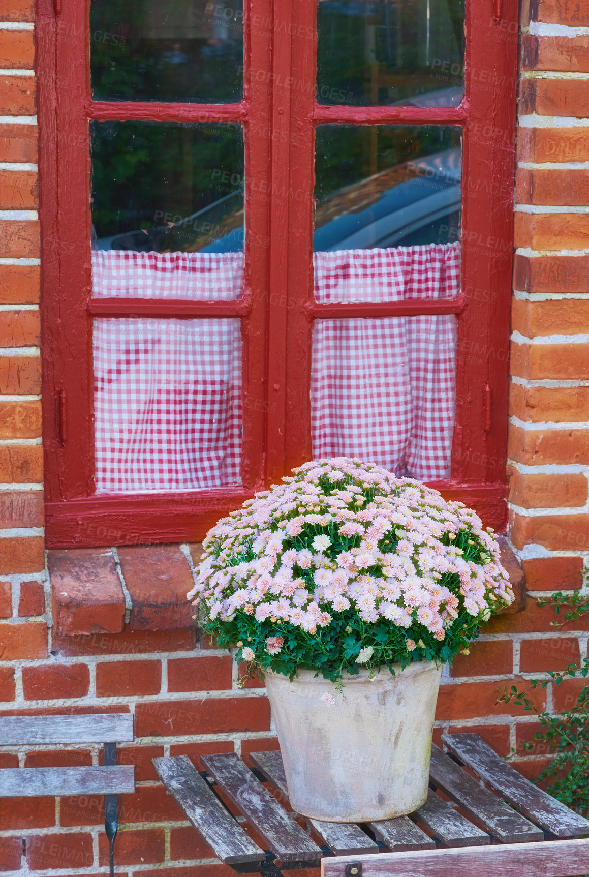 Buy stock photo Vase of pink daisy flowers on a table outside in a garden in spring. Jar of a bouquet of purple wild plants on the porch at home. Beautiful daisies on a wooden surface in nature during summer