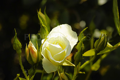 Buy stock photo One beautiful white rose budding in a backyard garden. Closeup of a pretty summer flower growing in a meadow in nature. Petals blossoming on a floral plant. Flowerhead blossoming in a park in spring