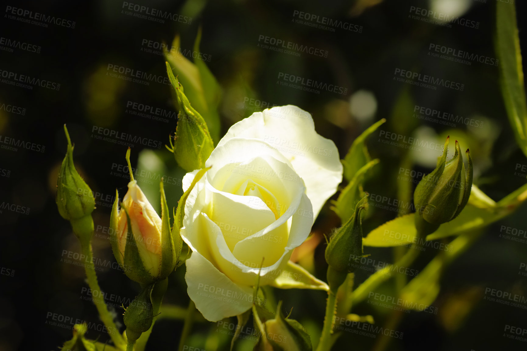 Buy stock photo One beautiful white rose budding in a backyard garden. Closeup of a pretty summer flower growing in a meadow in nature. Petals blossoming on a floral plant. Flowerhead blossoming in a park in spring