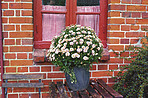 Osteospermum Flowers - Pink Daysi