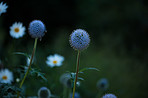 Globe Thistle flowers