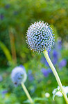 Globe Thistle flowers