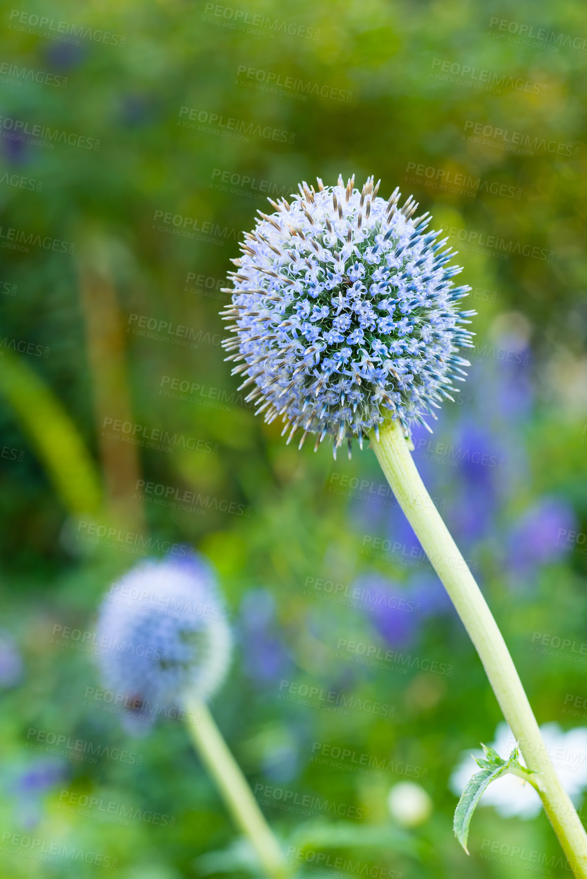 Buy stock photo Closeup of wild blue globe thistle flowers growing in a remote green field, backyard in summer. Horticulture detail, textures of blossoming echinops and stalwart perennial plants in a meadow