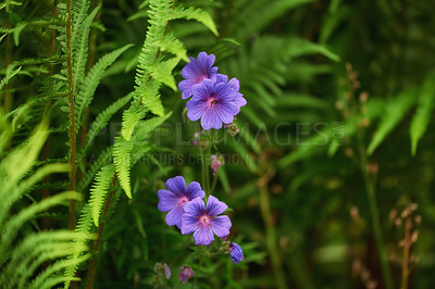 Buy stock photo Closeup of meadow cranesbill flowers blooming in a park, Group of bright purple flower heads growing among green leafy plants in a backyard. Beautiful blossoms thriving in a home garden during summer