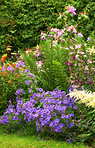 Meadow Geranium - also Geranium pratense -  JohnsonÂ´s Blue