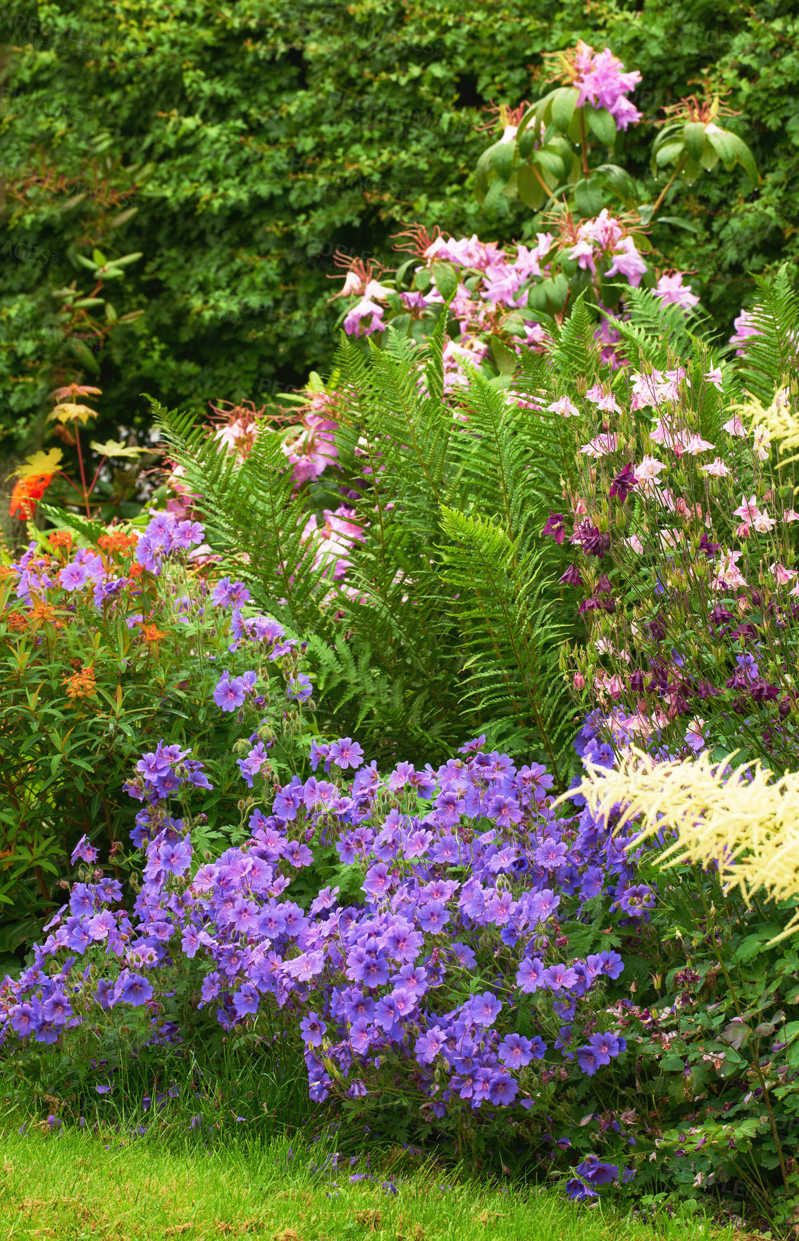 Buy stock photo Bush of vibrant, purple meadow cranesbill flowers blossoming and growing in calm serene home garden in Sweden. Group of delicate, fresh backyard pink columbine plants blooming and flowering in Norway