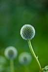 Globe Thistle flowers