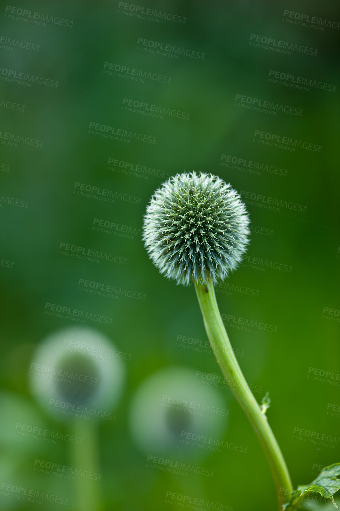 Buy stock photo Blue Globe Thistle flower blossoming against a green nature background in a park. Echinops growing and flourishing in a field in summer. Beautiful wild stalwart perennials budding in an empty garden 