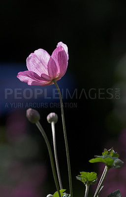 Buy stock photo One pink Japanese anemone flower showing the petals, stamen and pollen. Beautiful purple plants blooming against a dark nature background. Bright wild plant growing in a garden