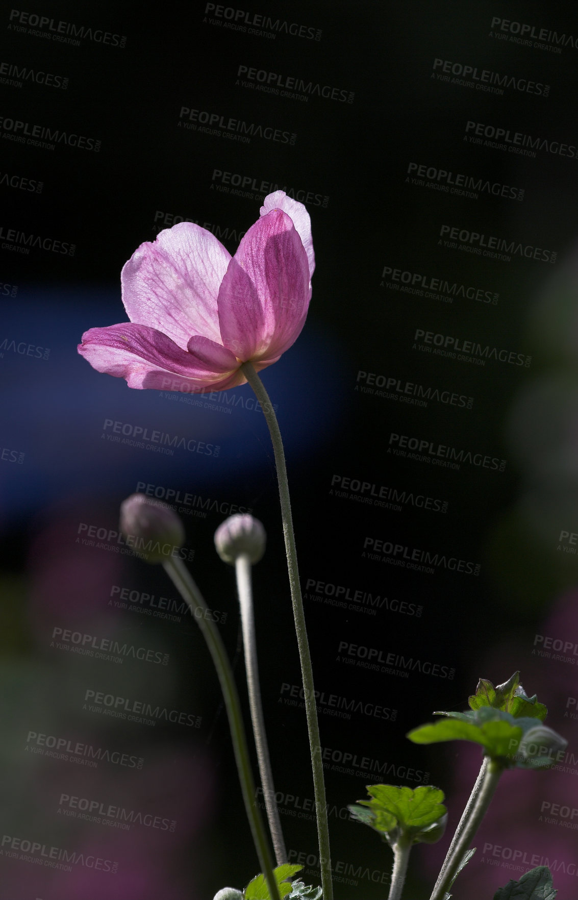 Buy stock photo One pink Japanese anemone flower showing the petals, stamen and pollen. Beautiful purple plants blooming against a dark nature background. Bright wild plant growing in a garden