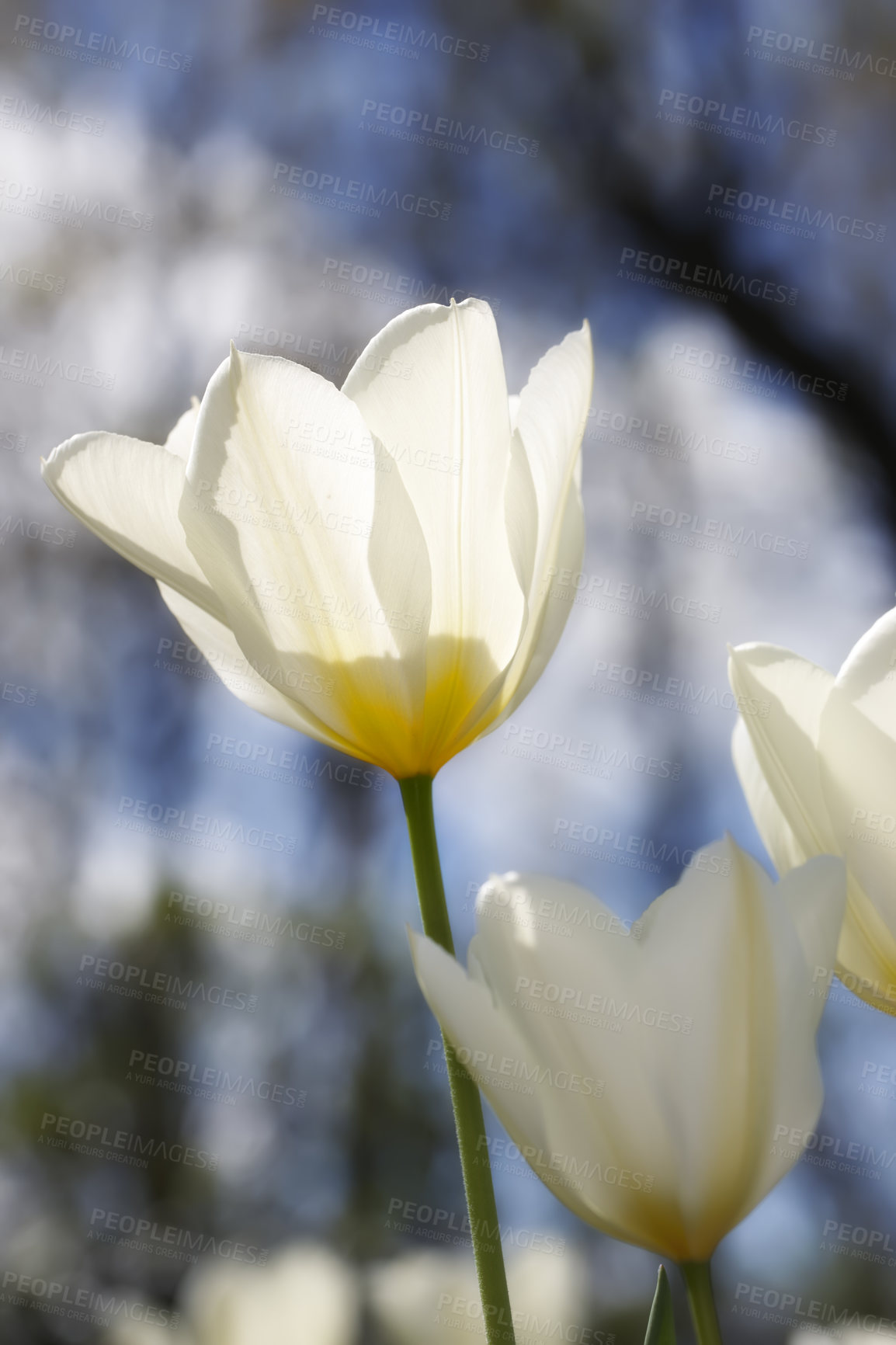Buy stock photo Tulip, spring flower and nature plant in garden with white, blossom or bloom for morning growth. Beauty, floral bush and fresh, lush petals on bush in forest for ecology or botany in countryside