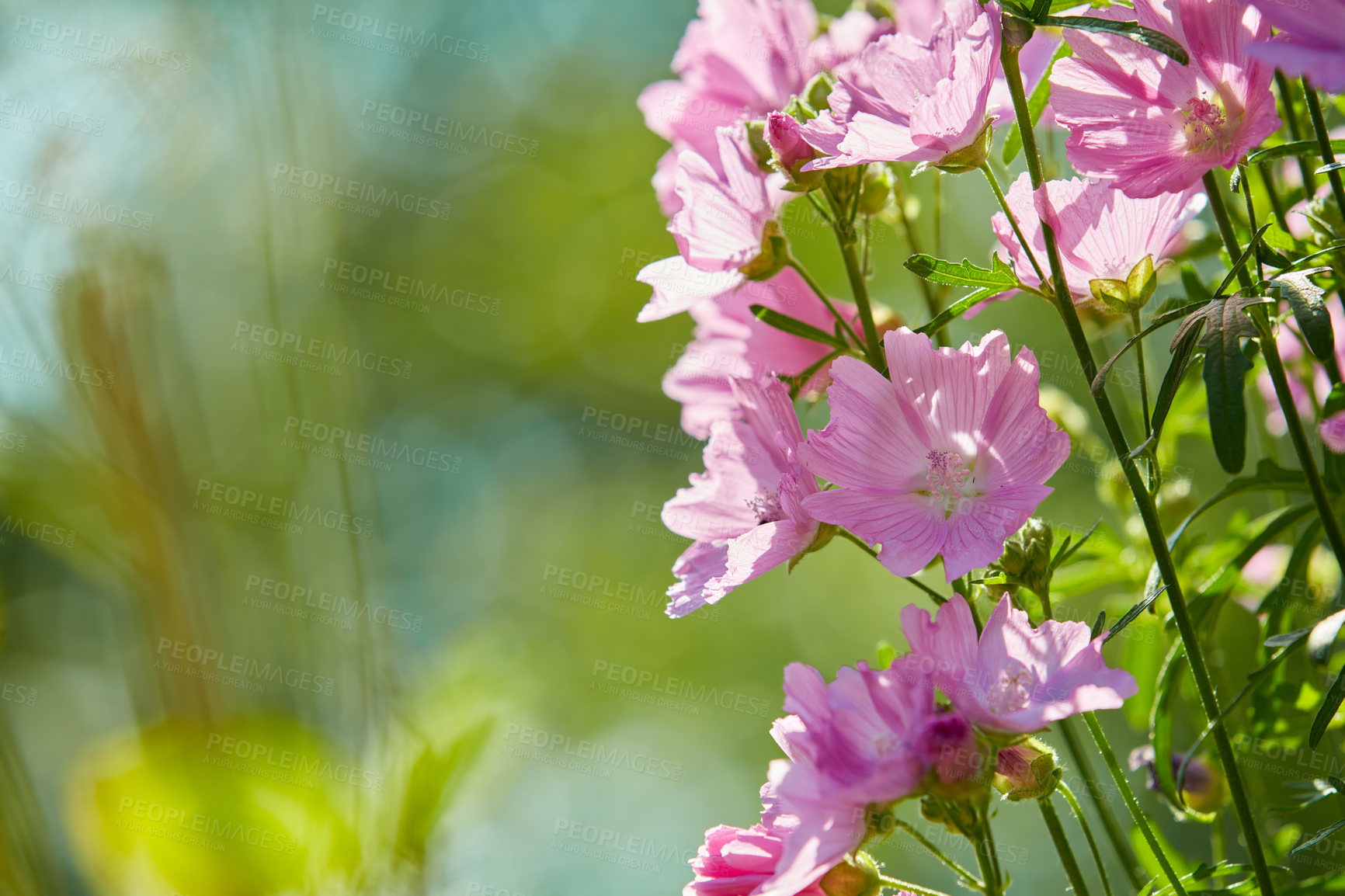 Buy stock photo Many pink Japanese anemone flowers showing the petals, stamen and pollen. Beautiful plants growing on trees in a backyard garden in summer. Bright flowering perennial blooming in a nature environment