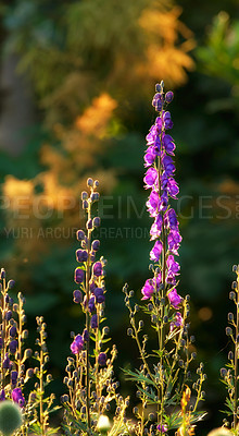 Buy stock photo Violet Foxgloves blooming in a sunny backyard garden in summer. Digitalis purpurea blossoming in a lush green grassy meadow in nature. Flowering plants flourishing in a field in the countryside