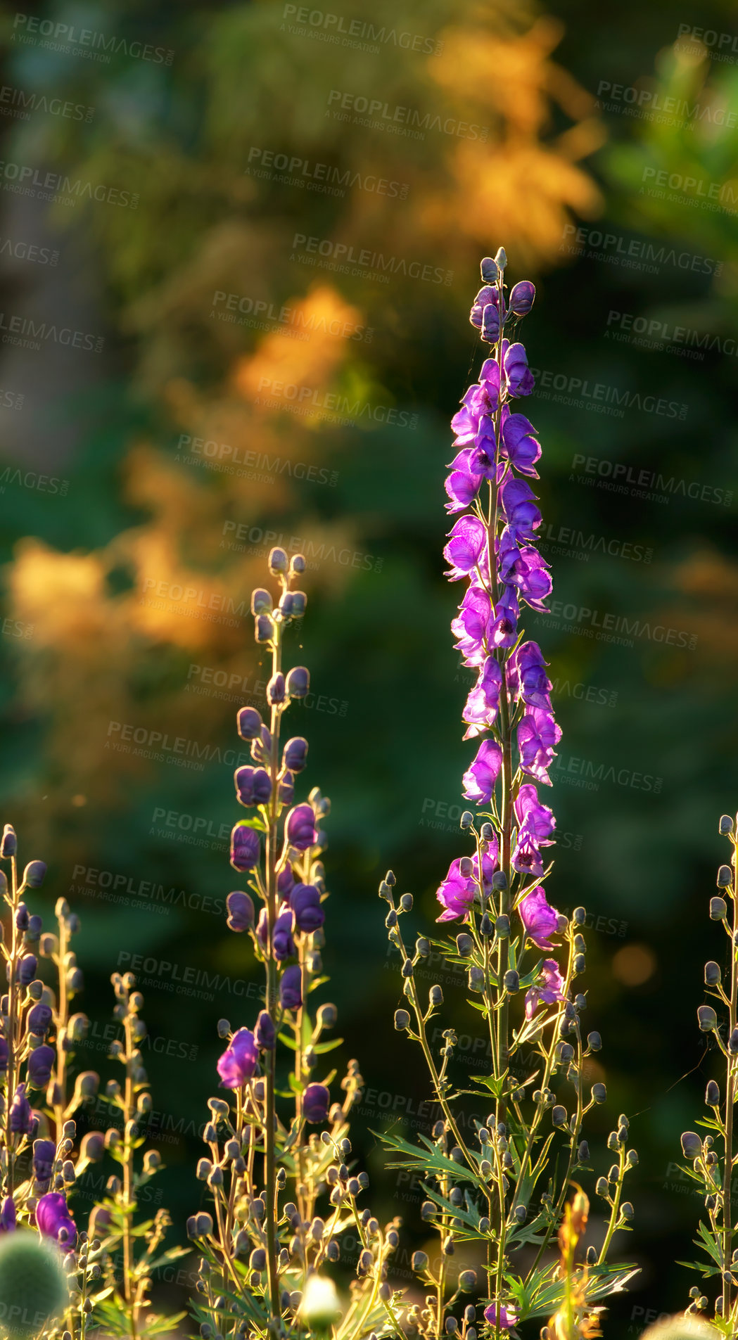 Buy stock photo Violet Foxgloves blooming in a sunny backyard garden in summer. Digitalis purpurea blossoming in a lush green grassy meadow in nature. Flowering plants flourishing in a field in the countryside