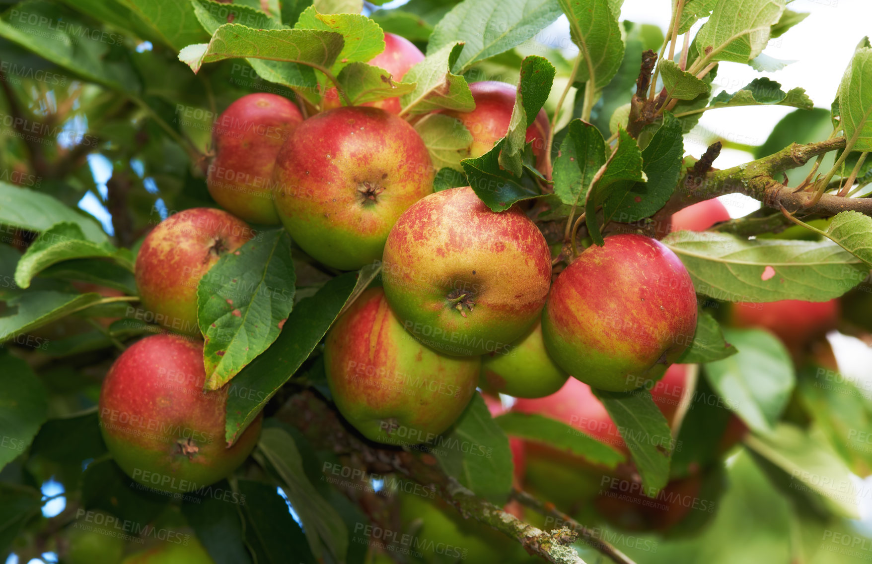 Buy stock photo Nature, apples and red fruit on tree with leaves and agriculture for sustainable farm. Garden, fresh and healthy food for farming plants, organic produce and natural fiber for nutrition or picking