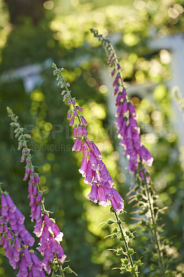 Buy stock photo Closeup of purple or pink foxglove flowers blossoming in a garden. Delicate violet plants growing on green stems in a backyard or arboretum. Digitalis Purpurea in full bloom on a sunny summer day