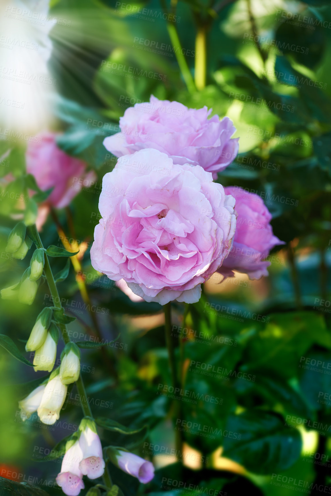 Buy stock photo Beautiful pink rose budding on a tree in a garden. Closeup of a pretty summer flower growing in nature. Petals blossoming on a floral plant. Flowerhead blossoming in a park in spring