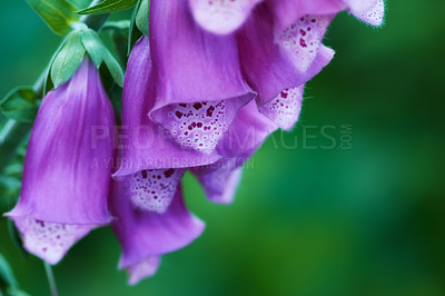 Buy stock photo Foxglove flower blooming on branch of tree in a botanical garden. Closeup of a pretty summer flower growing in nature. Petals blossoming on floral plant in a backyard. Flowerhead blossoming in a park