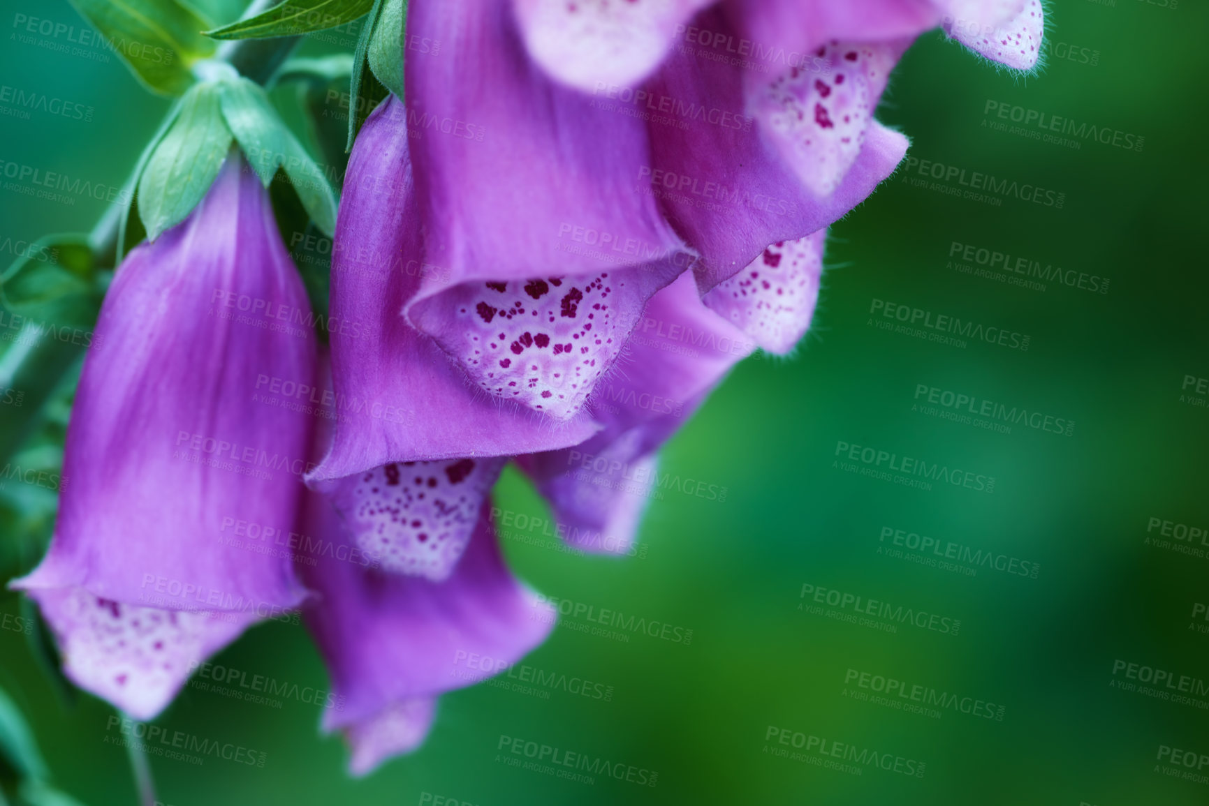 Buy stock photo Foxglove flower blooming on branch of tree in a botanical garden. Closeup of a pretty summer flower growing in nature. Petals blossoming on floral plant in a backyard. Flowerhead blossoming in a park