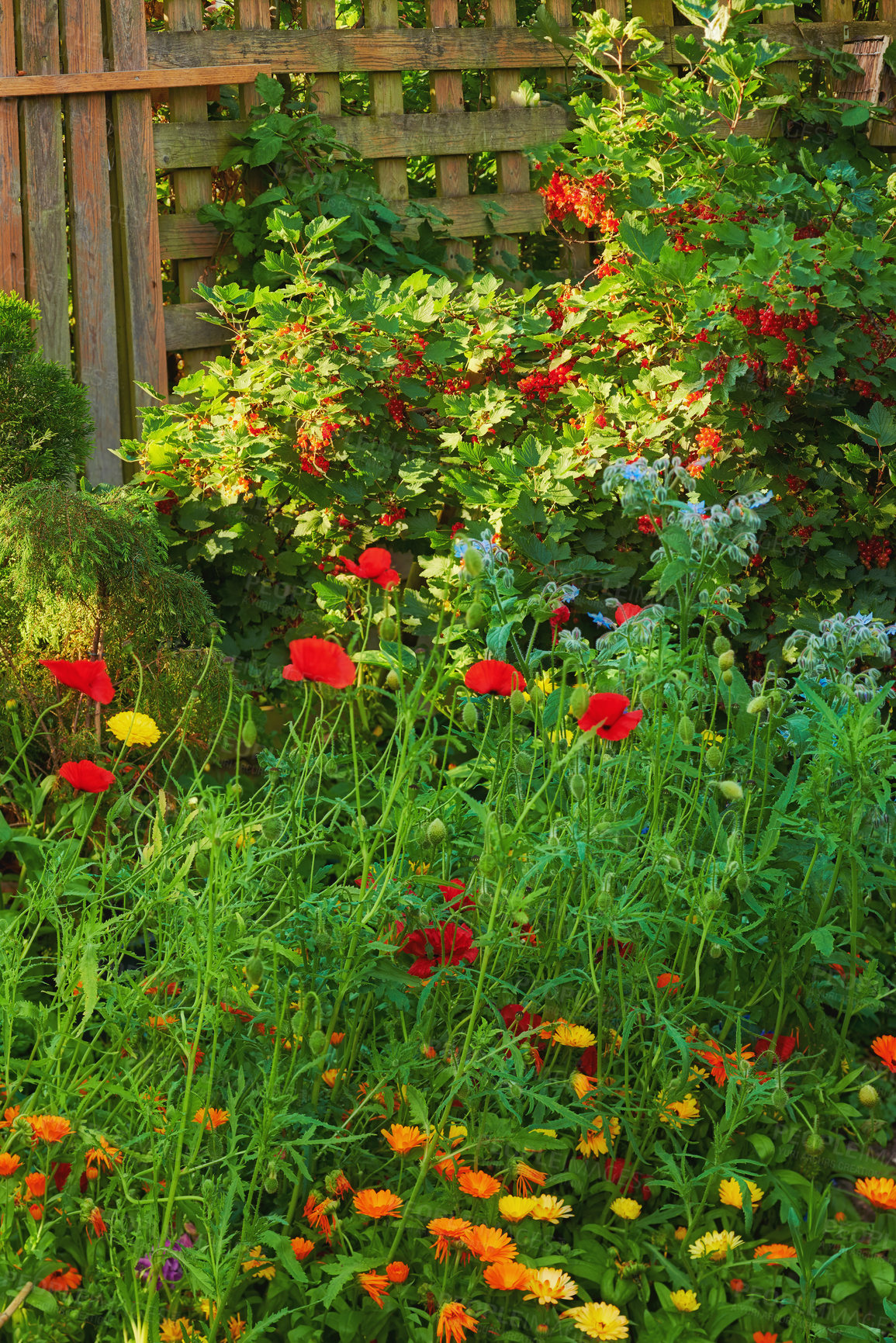 Buy stock photo Poppy, flowers and spring garden in nature ecosystem with colorful, petals or blossom for morning growth. Environment, floral bush and botany, bloom and landscape for ecology or countryside plant