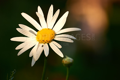 Buy stock photo Daisy flower growing in a blurred nature background. Marguerite plants blooming on a green field in spring from above. Top view of a white flower blossoming in a garden. Flora flourishing in nature