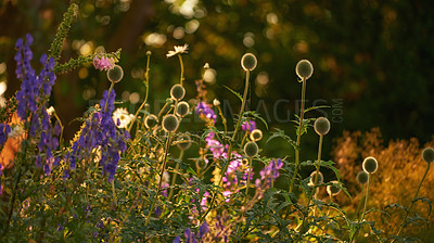 Buy stock photo Flowers, garden and plants with blooming sprout, stem or nature for natural growth, conservation or greenery. Empty, colorful or eco friendly environment with summer for season, zen or sustainability