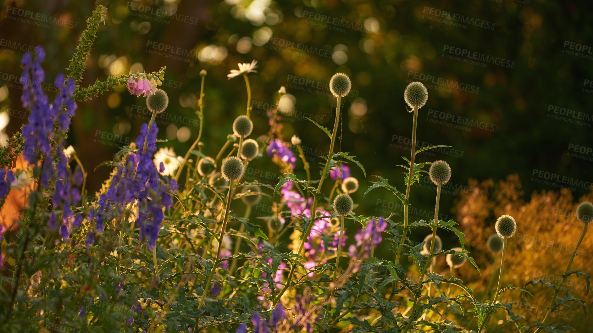 Buy stock photo Flowers, garden and plants with blooming sprout, stem or nature for natural growth, conservation or greenery. Empty, colorful or eco friendly environment with summer for season, zen or sustainability