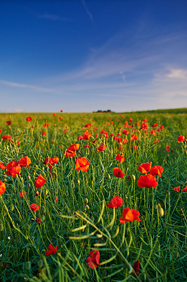 Buy stock photo Poppy, blossom and autumn plant in nature garden with red, flower or bloom for morning growth. Blue sky, floral bush and fresh botany, petals and bush in field for ecology or countryside ecosystem