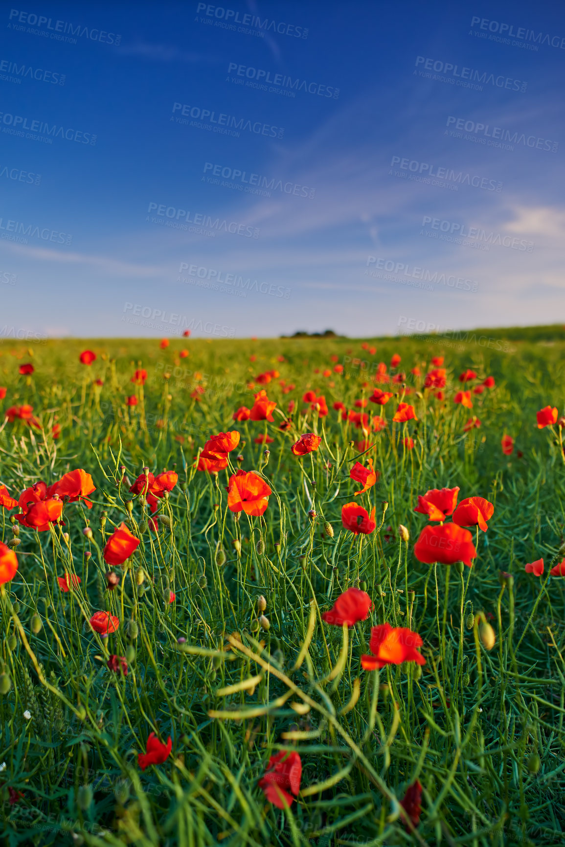 Buy stock photo Poppy, blossom and autumn plant in nature garden with red, flower or bloom for morning growth. Blue sky, floral bush and fresh botany, petals and bush in field for ecology or countryside ecosystem