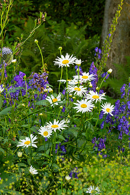 Buy stock photo Marguerite plants flourishing on a green field from above. Top view of white flowers blossoming in garden In summer. Pretty flora sprouting in nature