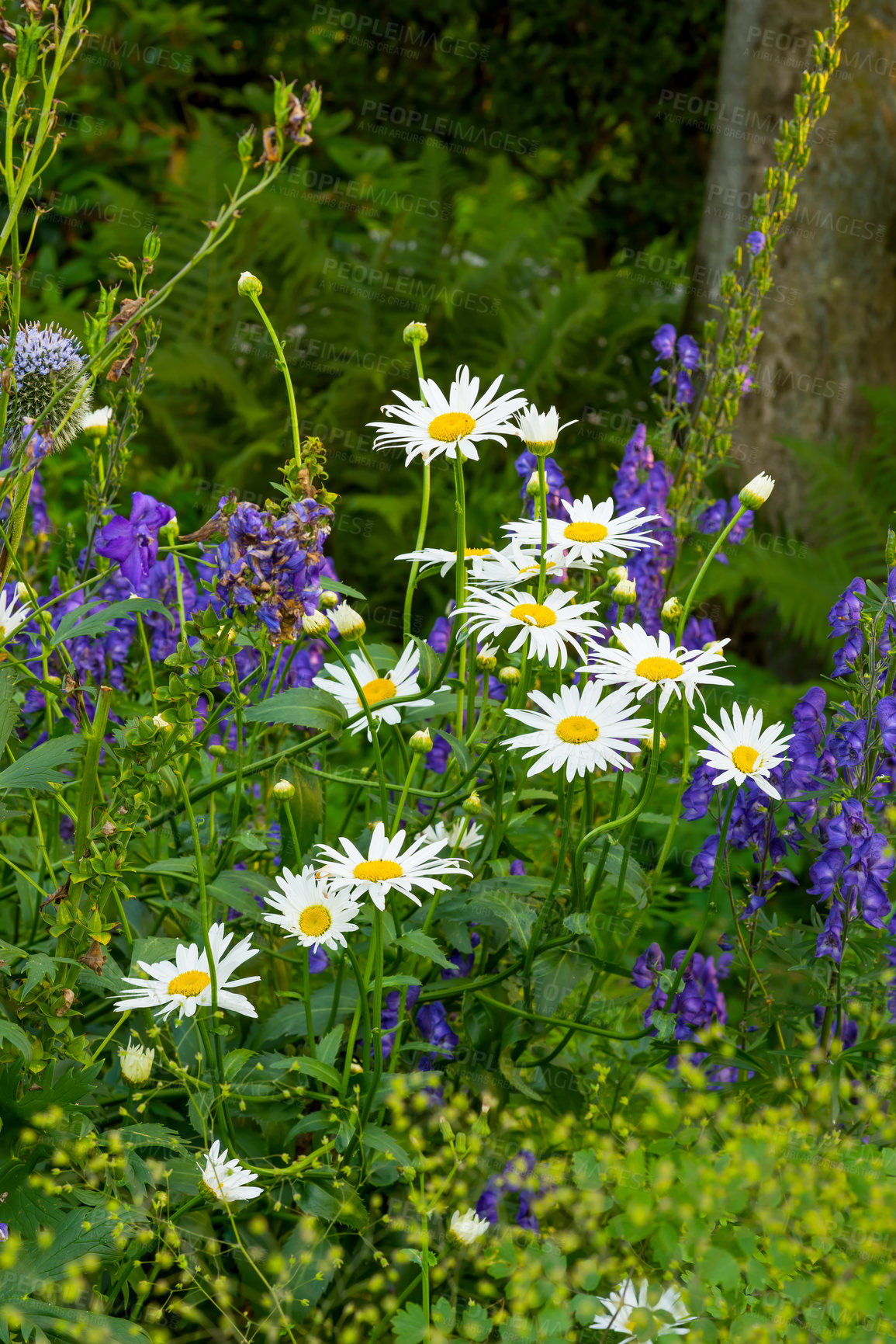 Buy stock photo Marguerite plants flourishing on a green field from above. Top view of white flowers blossoming in garden In summer. Pretty flora sprouting in nature