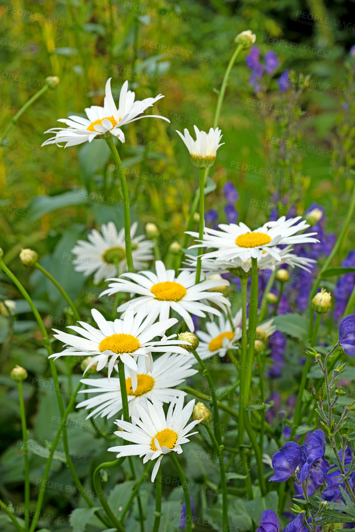 Buy stock photo Marguerite plants growing on a green field in spring or summer. A variety of beautiful flower blossoms with lush leaves