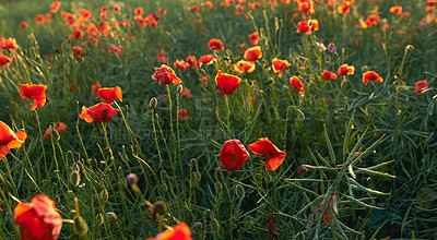 Buy stock photo Poppy, flower and autumn plant in nature garden with red, blossom or bloom for morning growth. Peace, floral bush and fresh, petals and bush in forest for ecology or botany in countryside ecosystem