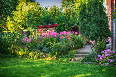 Buy stock photo Landscape of pink flowers in lush backyard garden in summer. Purple plants growing in a botanical garden in spring. Beautiful violet flowering plants budding in green yard. Flora flourishing outdoors