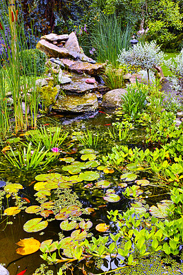 Buy stock photo View of a small japanese pond with lillypads, fresh green aquatic plants, reeds and succulents growing in a backyard at home. Tranquil, calm and serene water feature in covered in flora in the garden