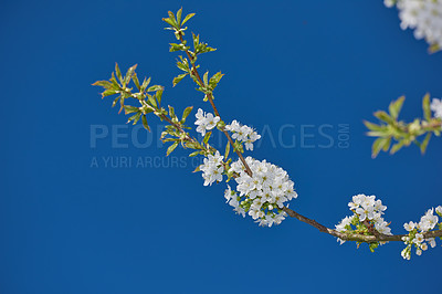 Buy stock photo White mirabelle or Prunus Domestica flowers blossoming on a plum tree in a garden from below. Closeup of fresh and delicate fruit plants growing in spring against a blue sky background with copyspace