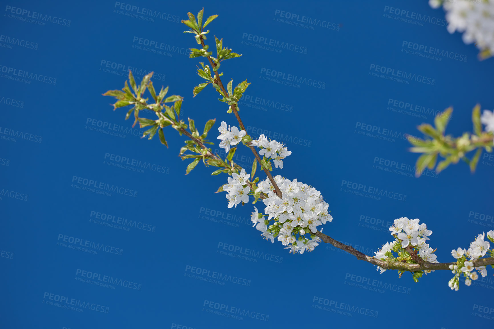 Buy stock photo White mirabelle or Prunus Domestica flowers blossoming on a plum tree in a garden from below. Closeup of fresh and delicate fruit plants growing in spring against a blue sky background with copyspace