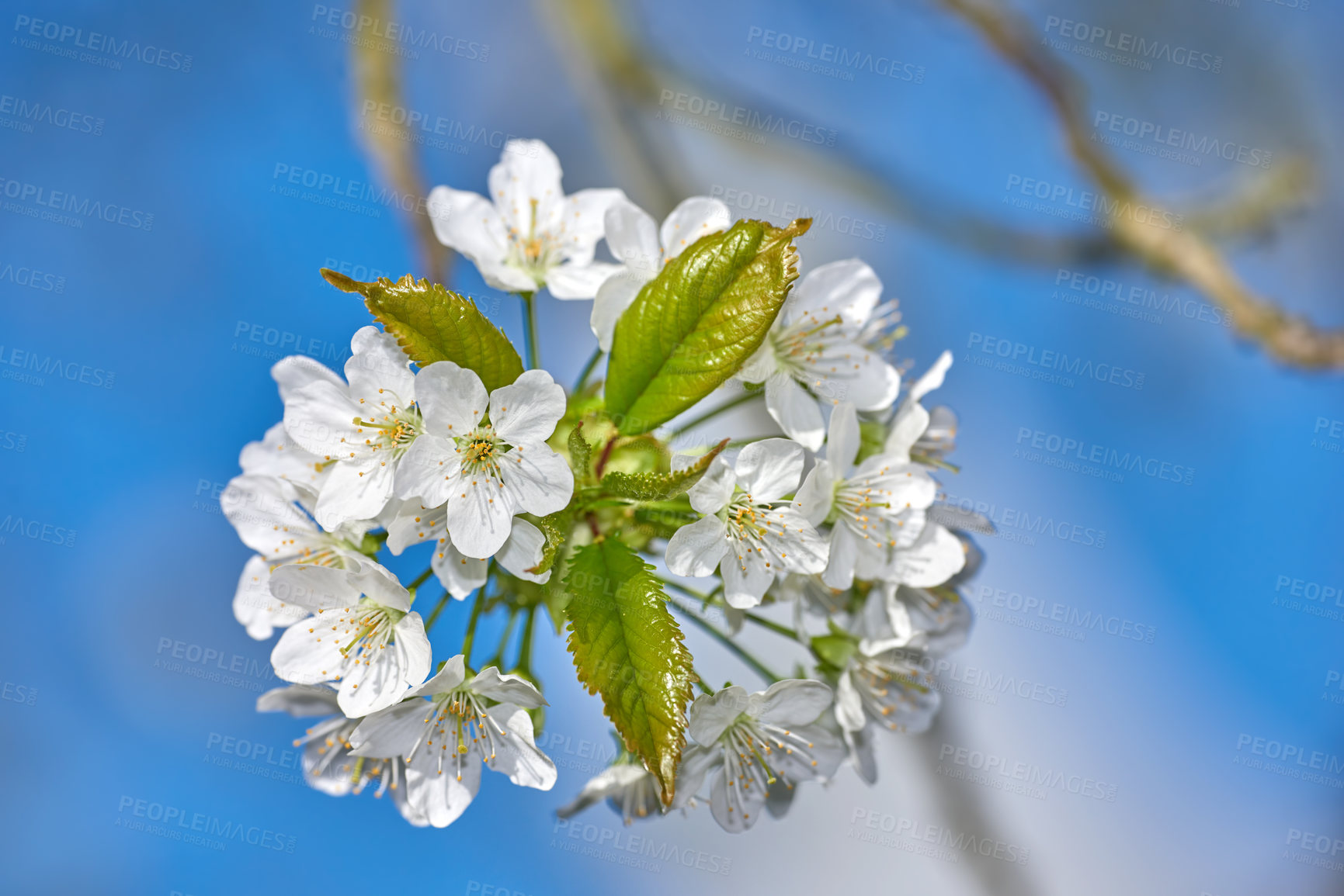 Buy stock photo White mirabelle or Prunus Domestica flowers with green leaves blooming on a plum tree in a botanical garden. Closeup of delicate plants growing in spring against a blue sky background with copyspace