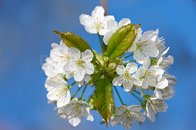 Buy stock photo White mirabelle or Prunus Domestica flowers blossoming on a plum tree in a garden from below. Closeup of fresh and delicate fruit plants growing in spring against a blue sky background with copyspace