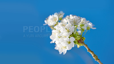 Buy stock photo White mirabelle or Prunus Domestica flowers blossoming on a plum tree in a garden from below. Closeup of fresh and delicate fruit plants growing in spring against a blue sky background with copyspace